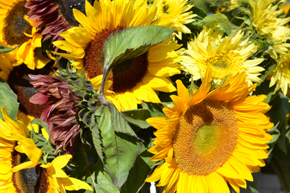 sunflowers_6-30.jpg